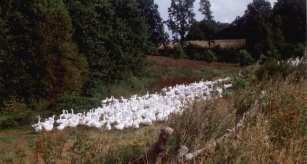 Gänseherde in der Nähe von Parpart Kr. Schlawe