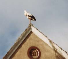Storch auf dem Dach..